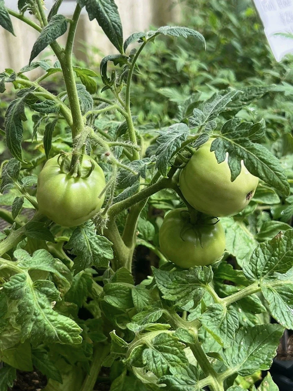 A close-up of a tomato plant with three unripe green tomatoes hanging from its branches among lush green leaves.