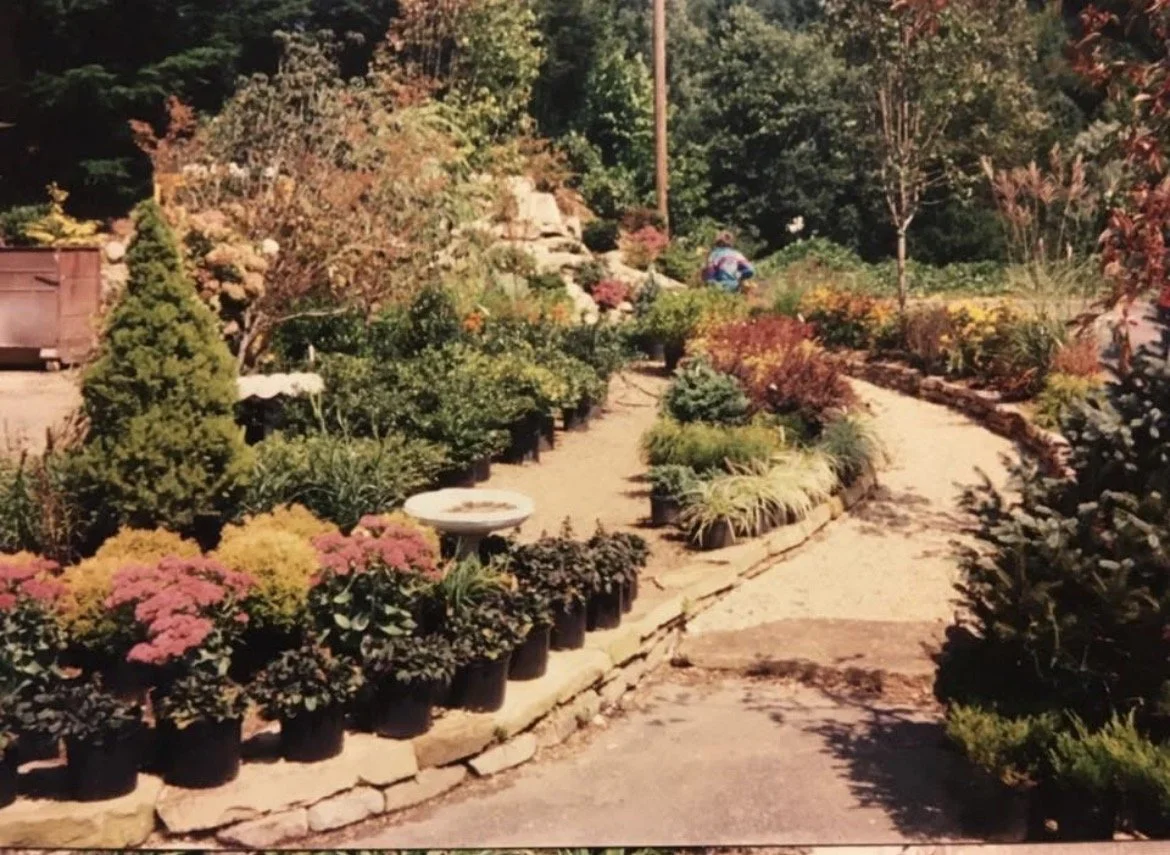 Lakeview shrub bed with various potted perennials , shrubs, and small trees arranged on the ground and on stone borders. There is a gravel path running through the garden and a person tending to the plants in the background.