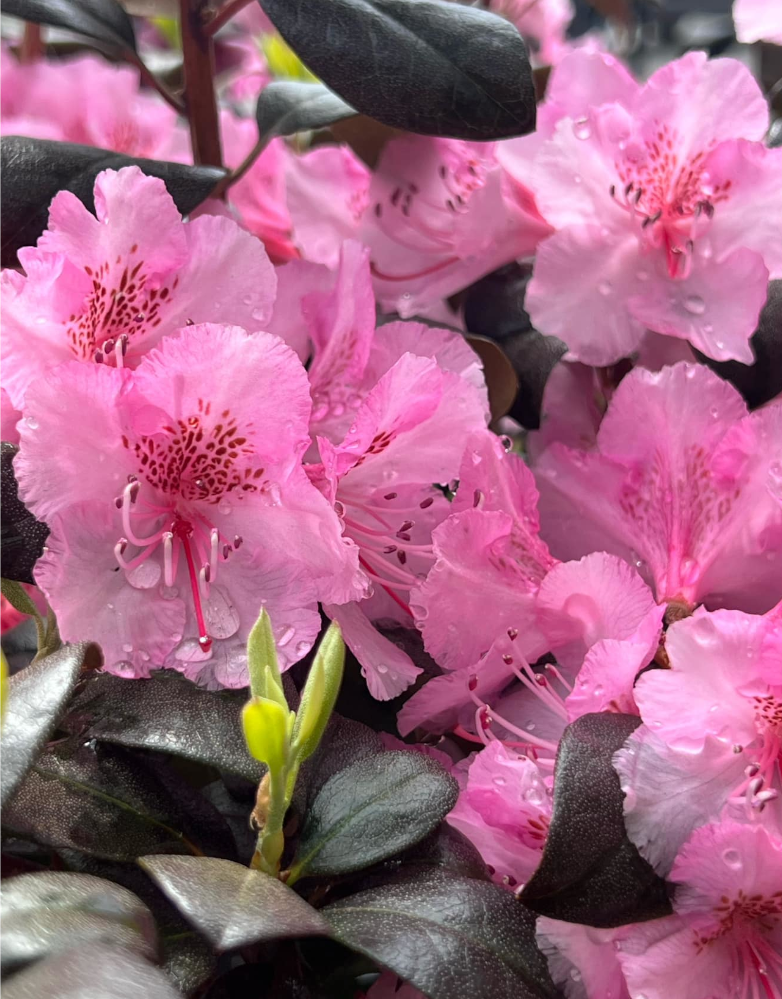 Close-up of pink rhododendron flowers with some water droplets on petals and dark green leaves.