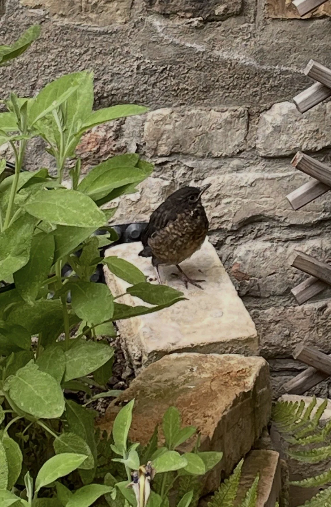 IMG_5812.PNG