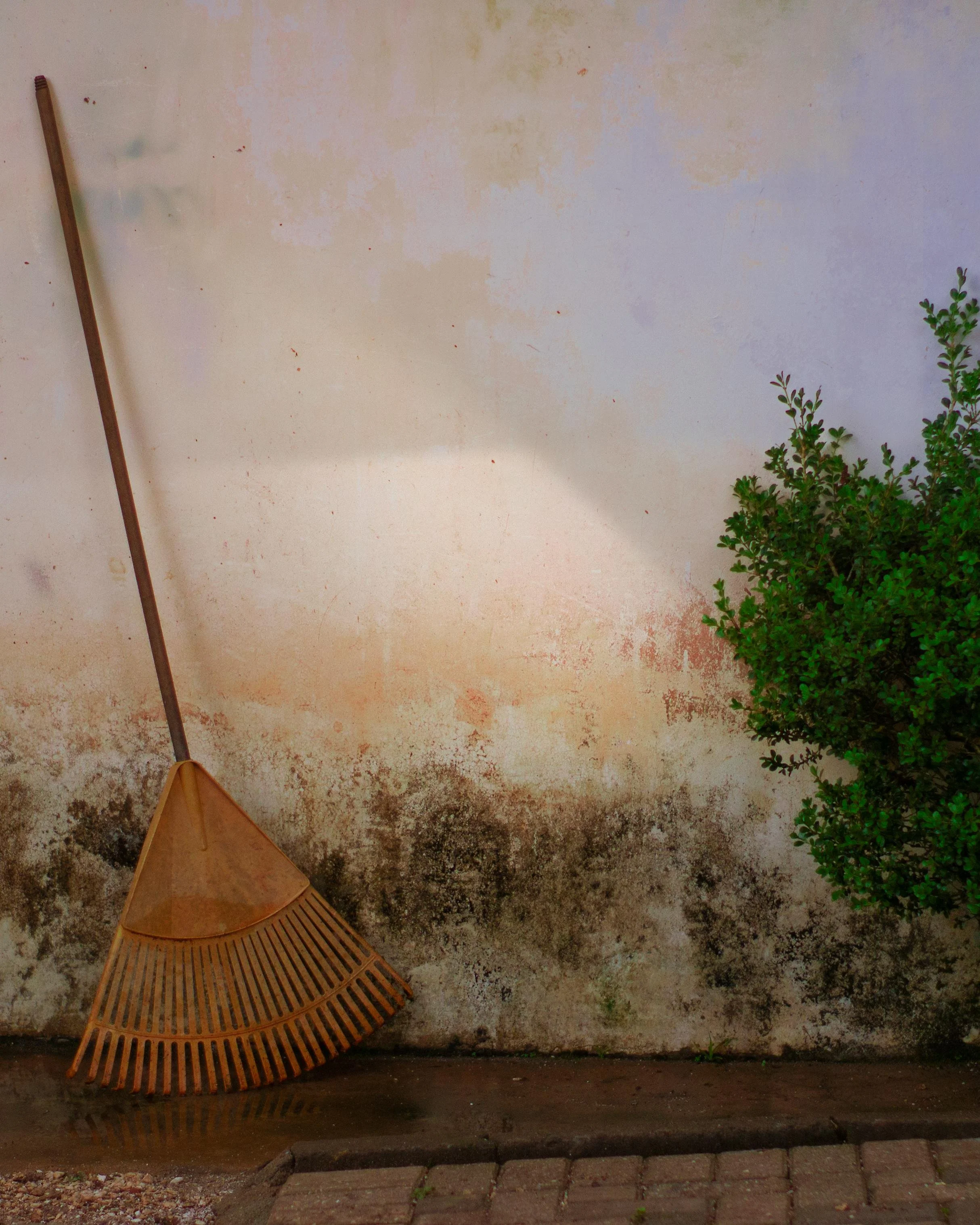 A wooden rake leaning against a weathered, stained wall with mold and dirt at the base. A green shrub is on the right side of the image, and the ground is made of bricks.