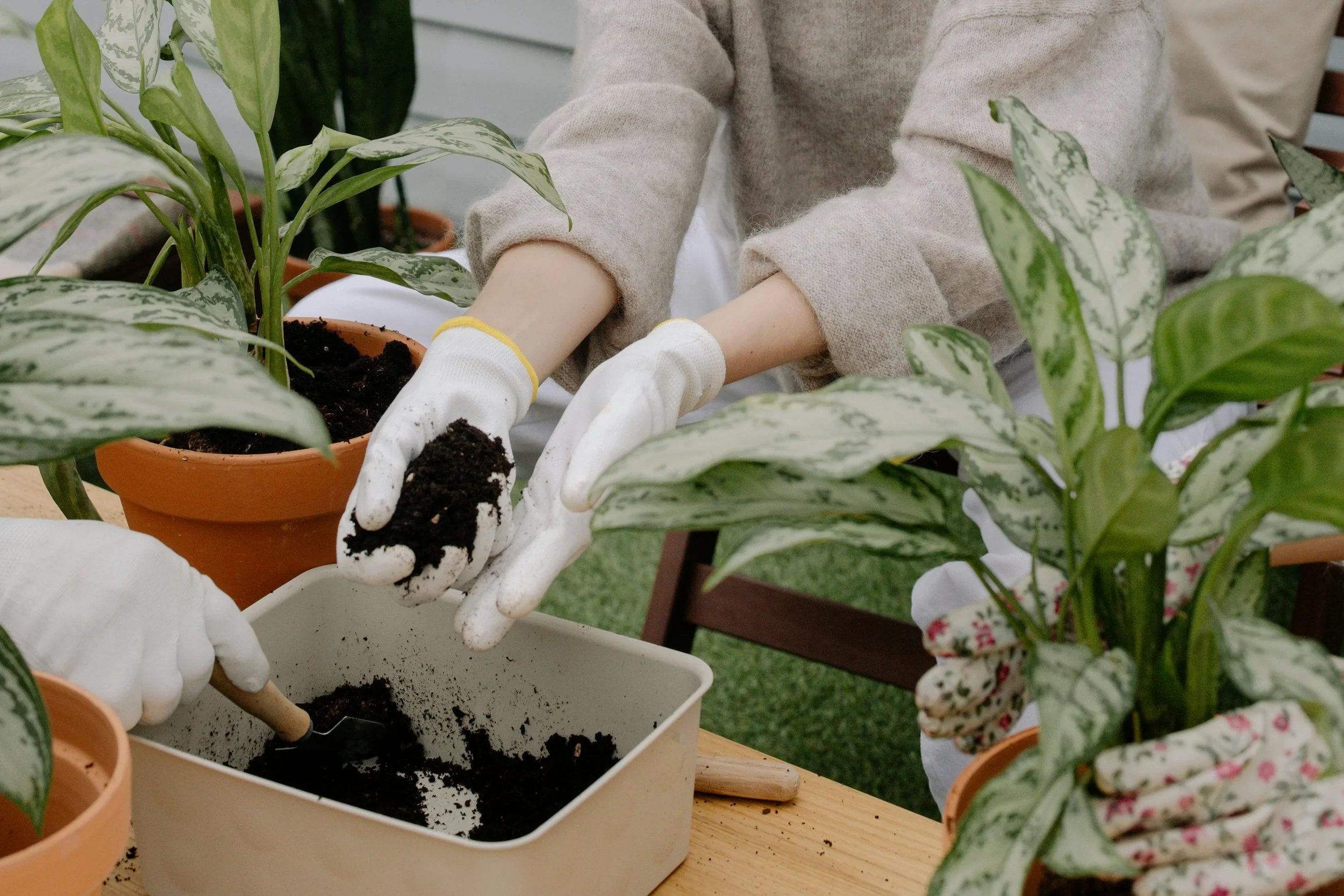 People planting and repotting houseplants outdoors, wearing gardening gloves, using soil and small trowels.