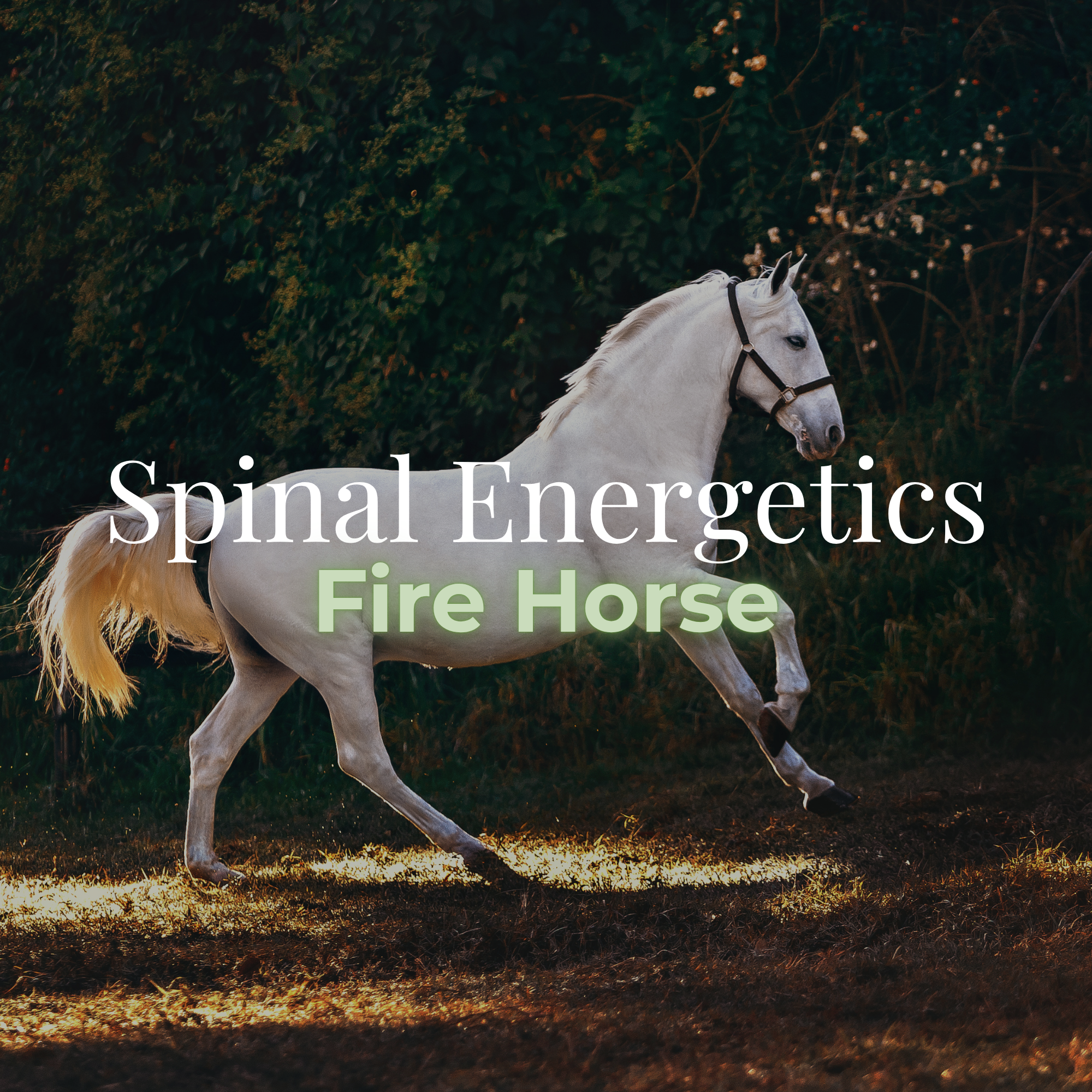 Spinal Energetics Replay: Fire Horse