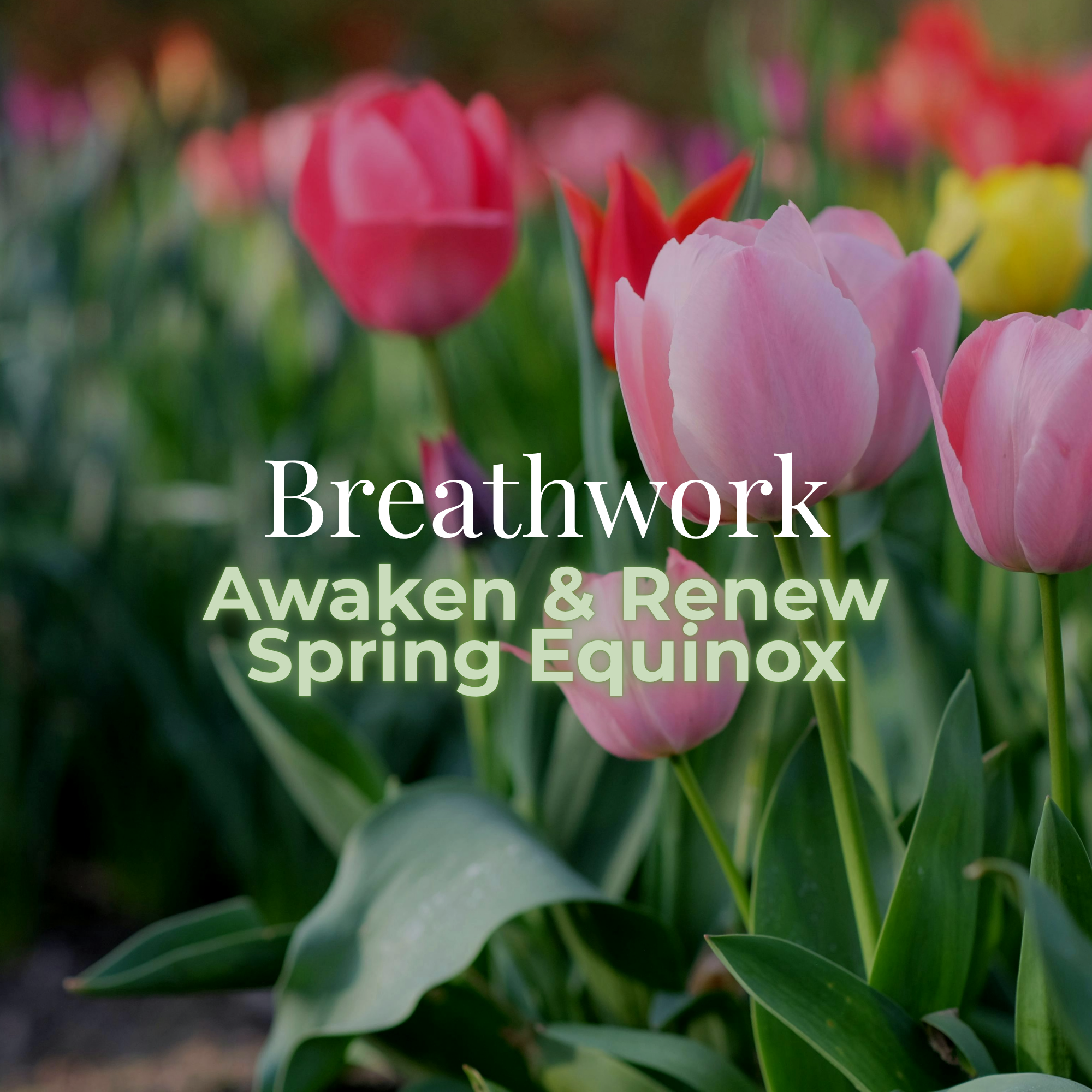Breathwork Replay: Awaken & Renew