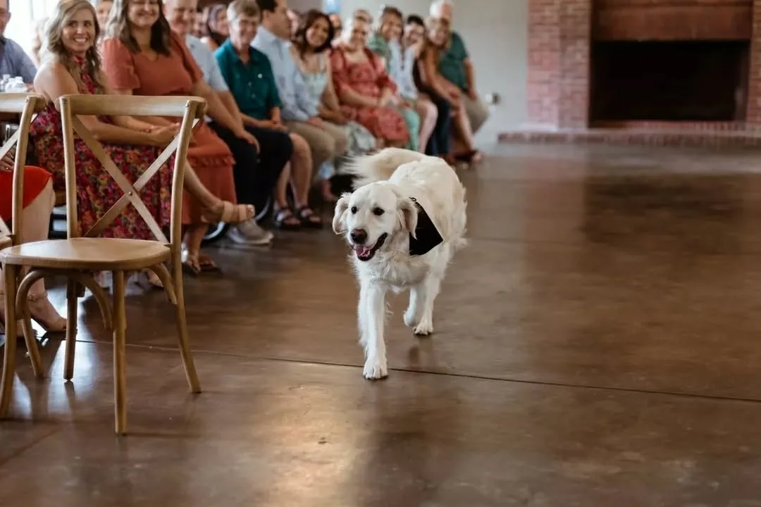 @AnnaElizabeth and Tate's pup looks absolutely in his element as the ringbearer! What a special moment! #ringbearer #cutestringbearer 🐕💍 
Photo @alysonkayphotography
#tracydiehlevents #diehleventrentals #omahaweddings #nebraskasweddings #wed