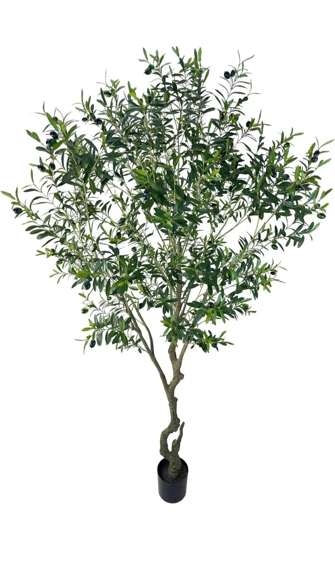 Olive Tree