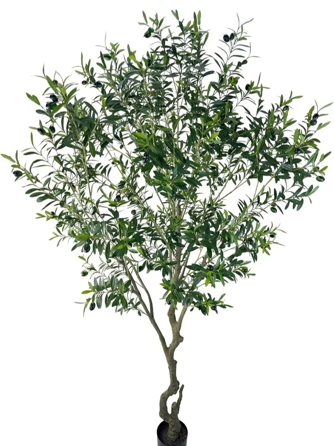 8ft+Olive+Tree.jpg