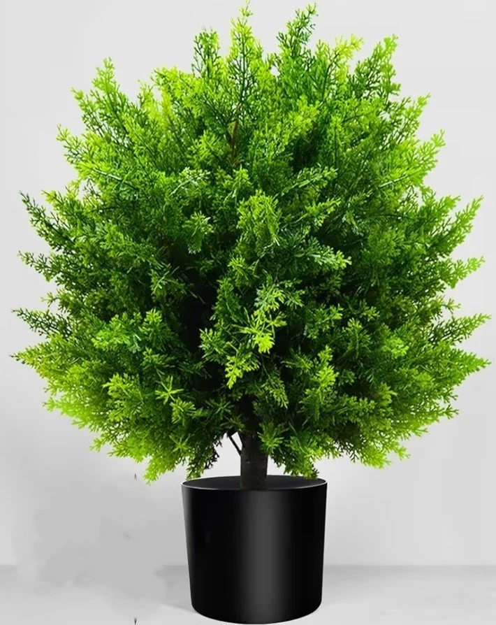 Cedar Ball Tree - 21in