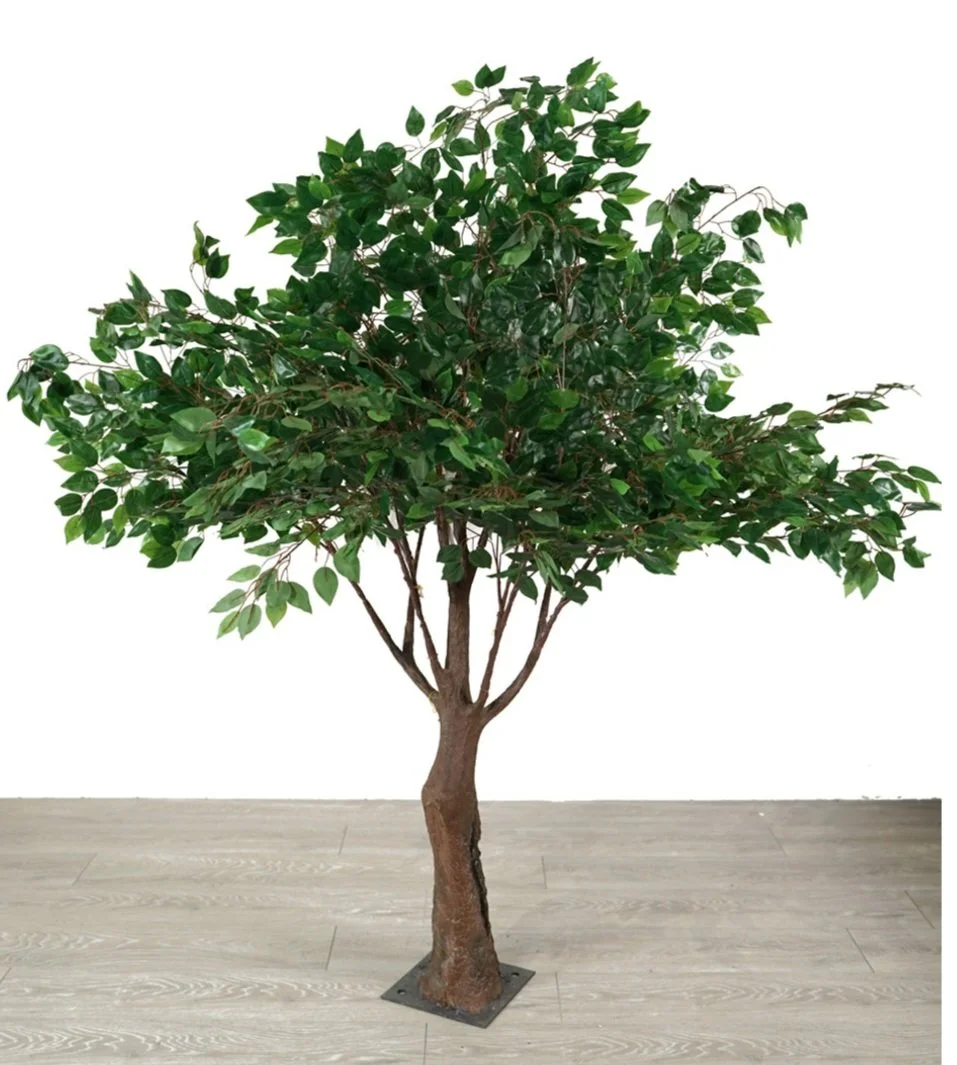 Ficus Tree / Table Top