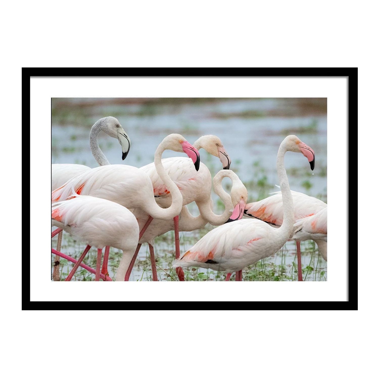 feathered friends_Flamboyance_framed.jpg