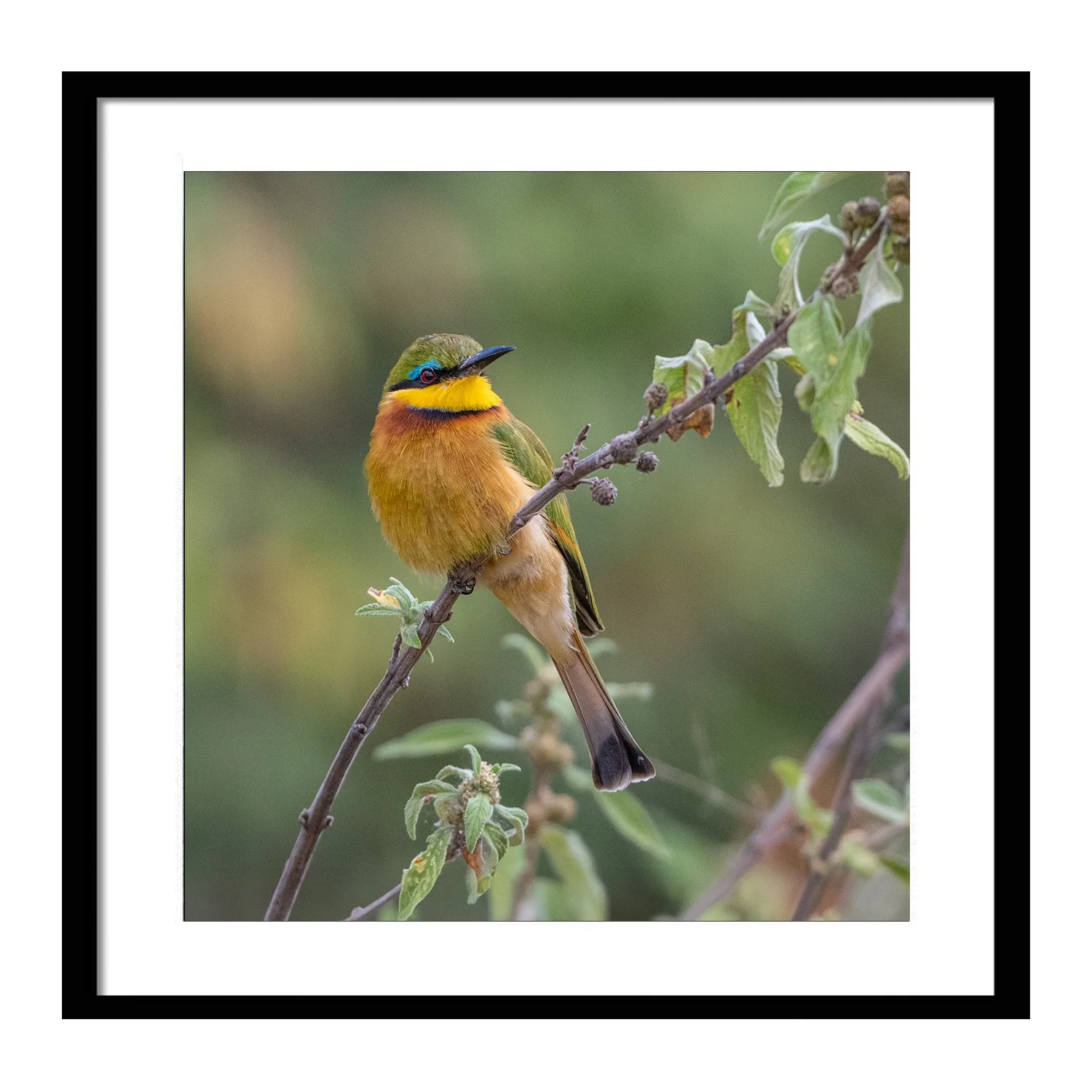 feathered friends_Little_Bee_Eater_framed.jpg