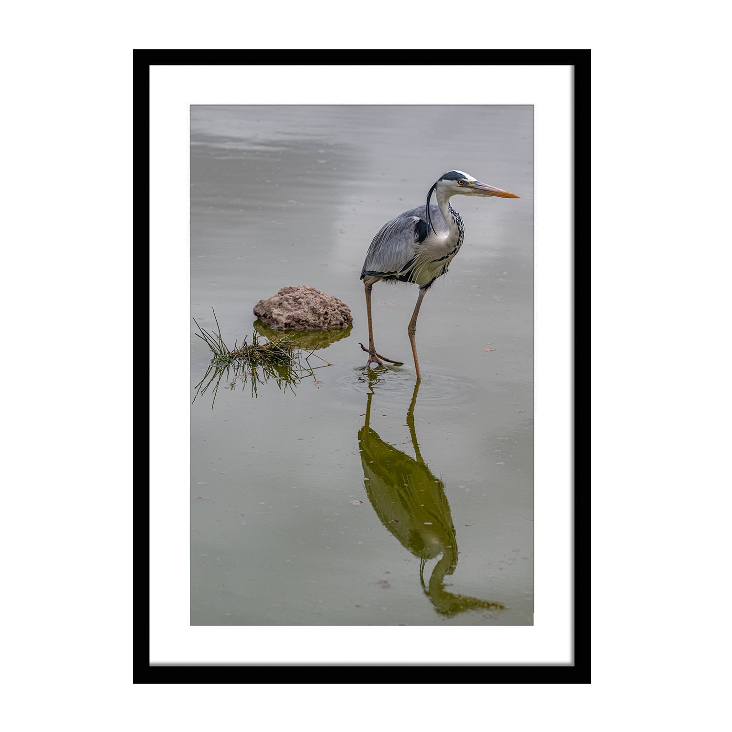 feathered friends_Grey Heron with Shadow_framed.jpg