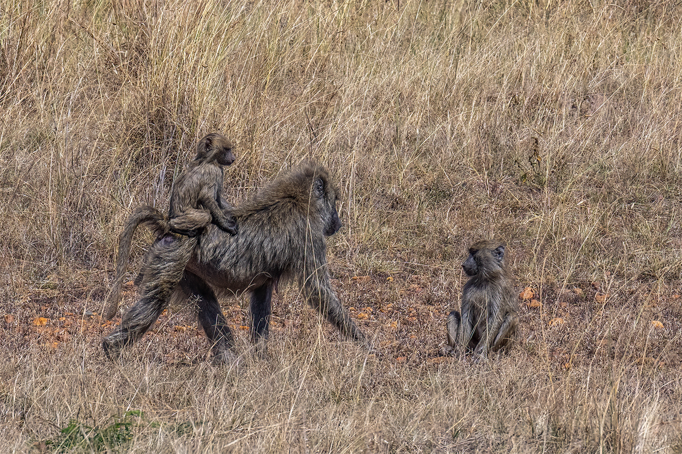 call of the wild_Bareback_no-border.png