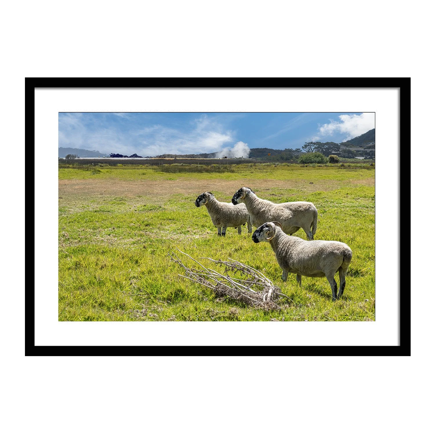 landscapes_Eastwood Sheep_framed.jpg