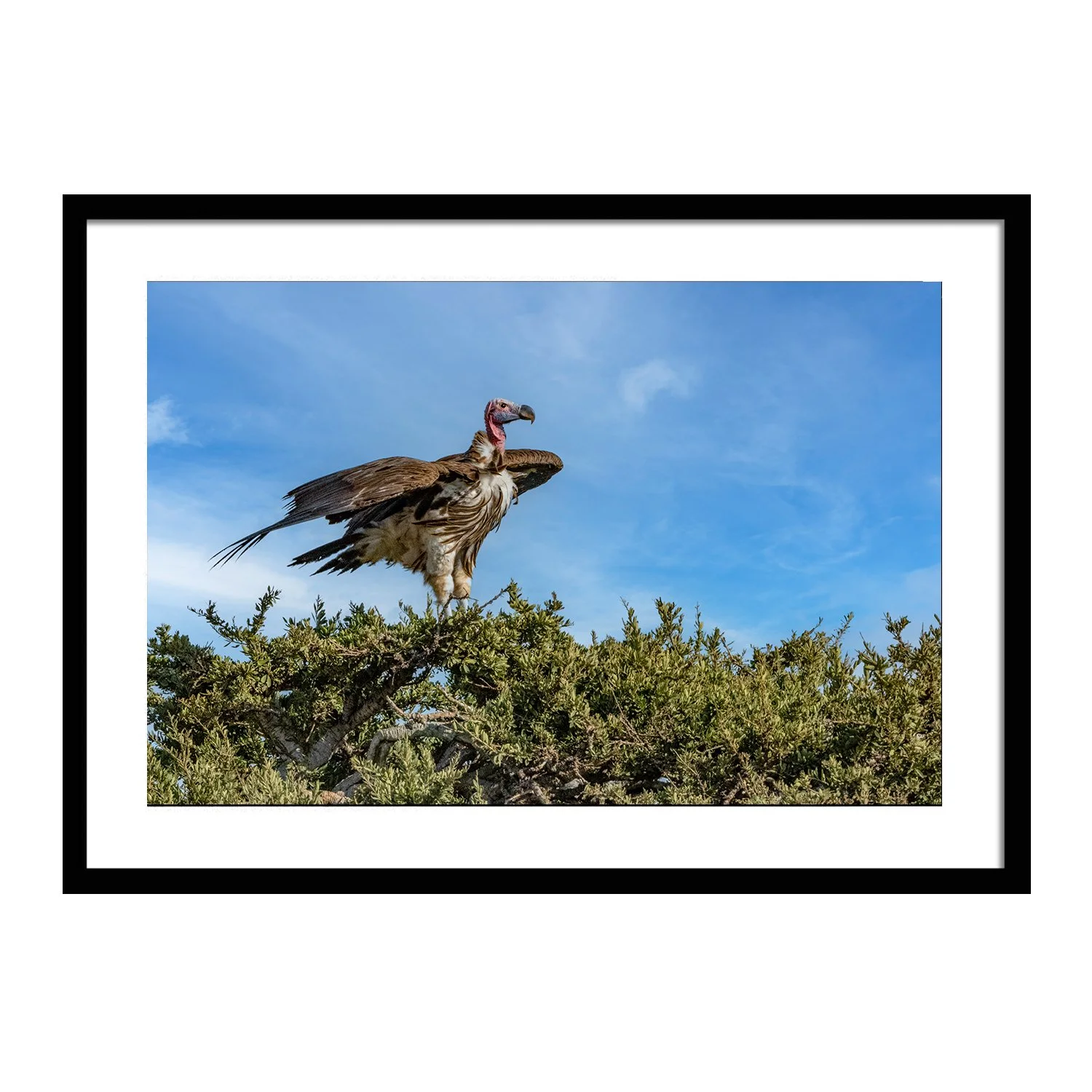 feathered friends_Veil - Laooet-Faced Vulture_framed.jpg