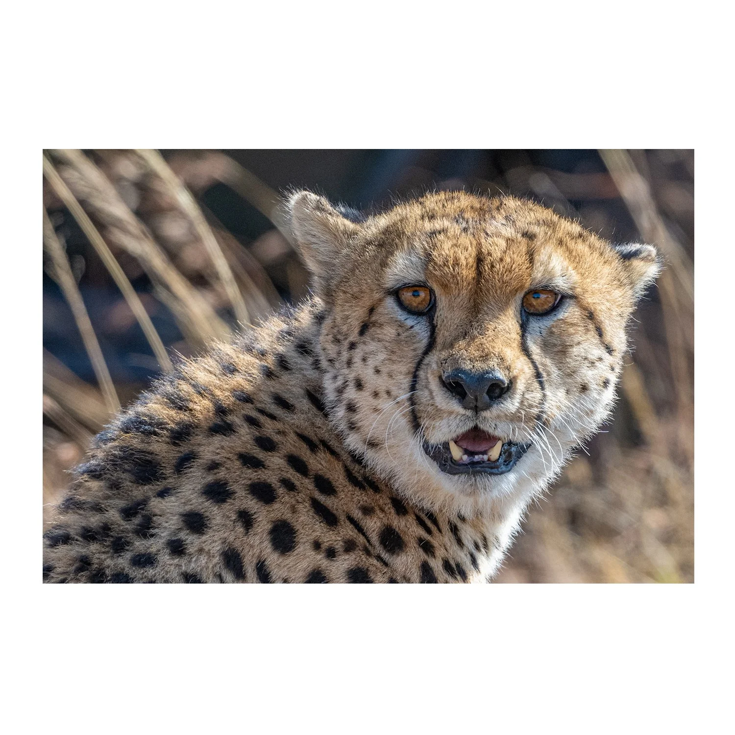 call of the wild_Guardian_border.jpg