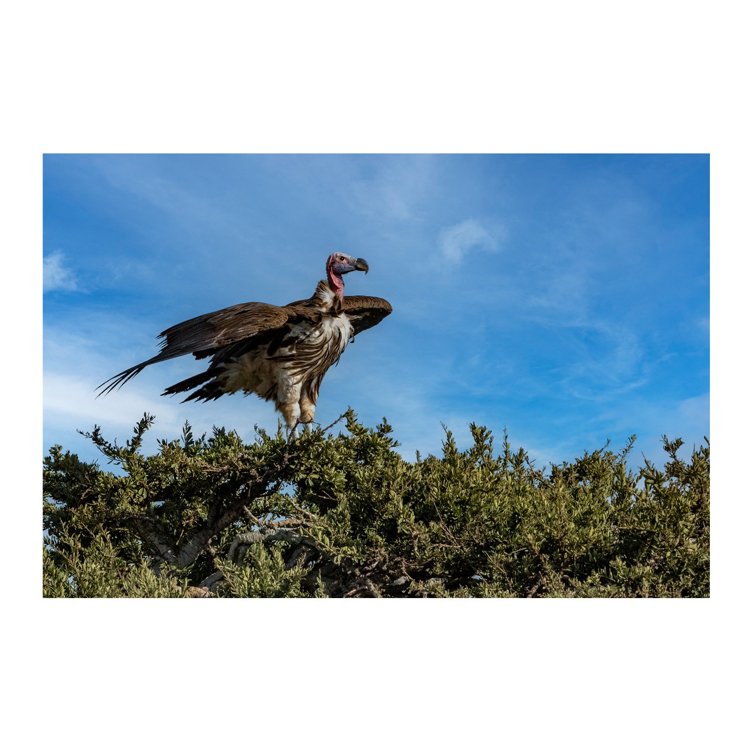 Veil-Lappet-Faced Vulture