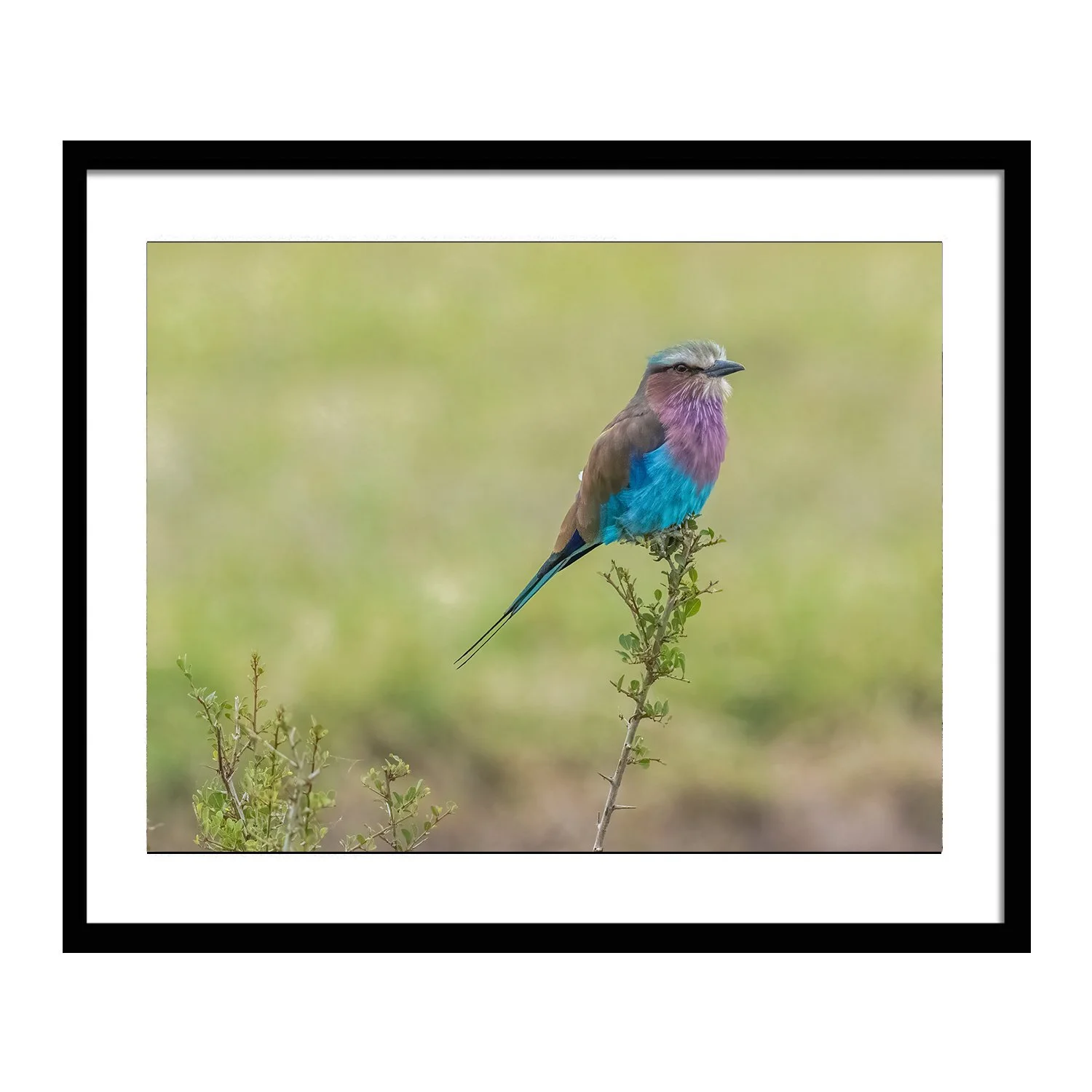 feathered friends_Lilac_Breasted Roller_framed.jpg