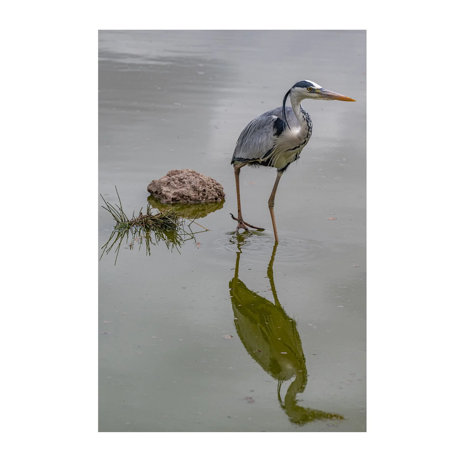 Grey Heron With Shadow