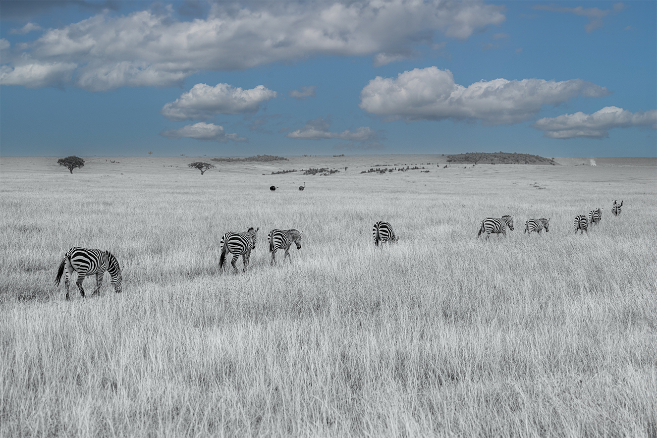 call of the wild_In-Stride_no-border.png