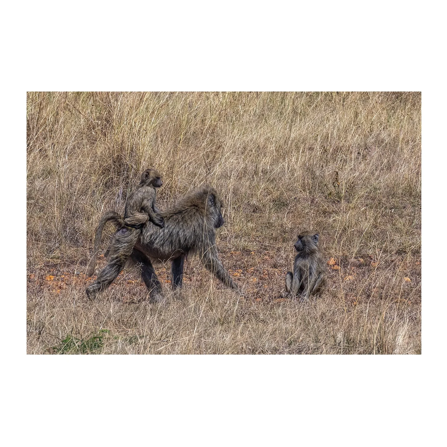 call of the wild_Bareback_border.jpg