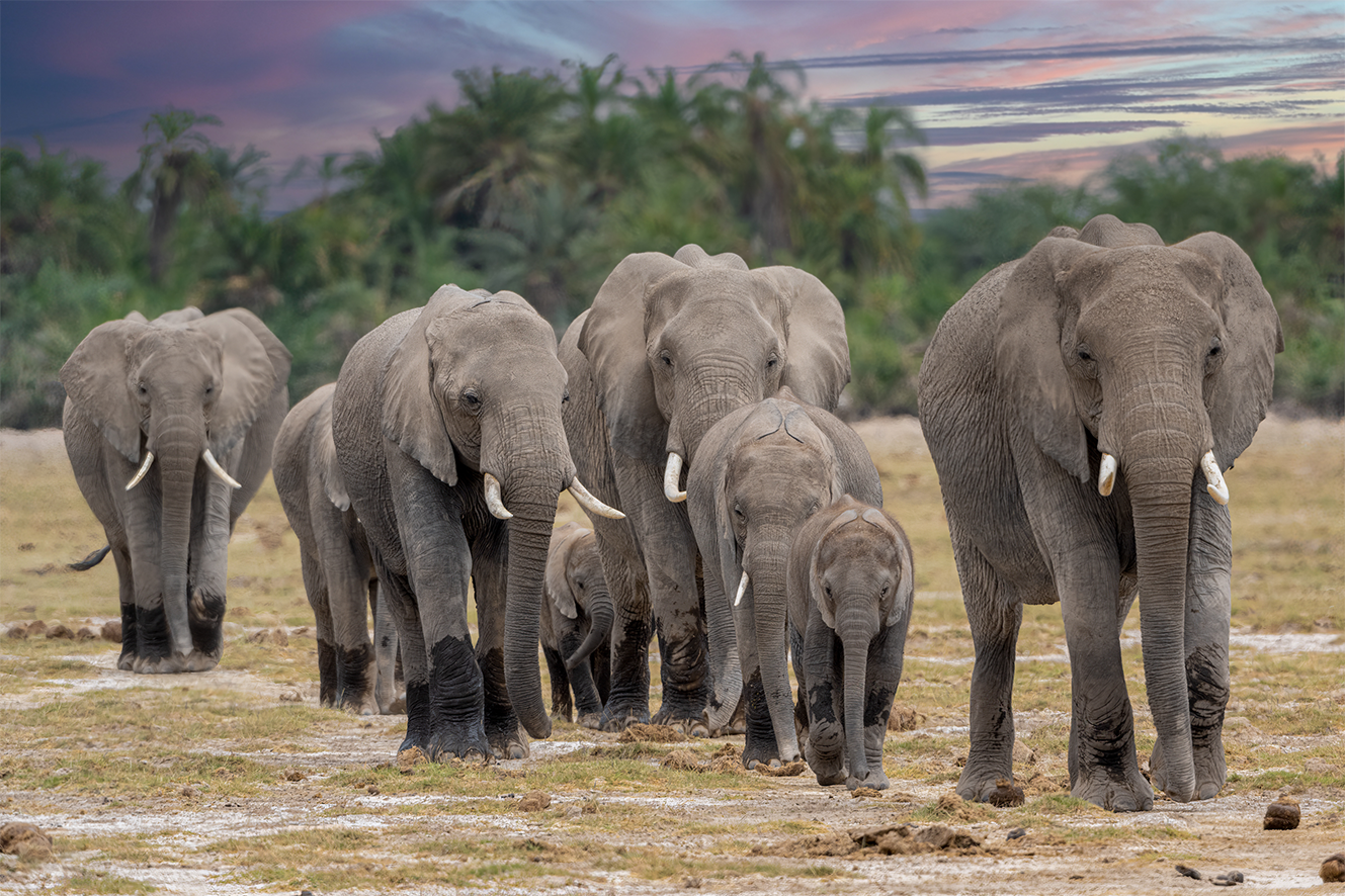 call of the wild_The-Majestics_no-border.png