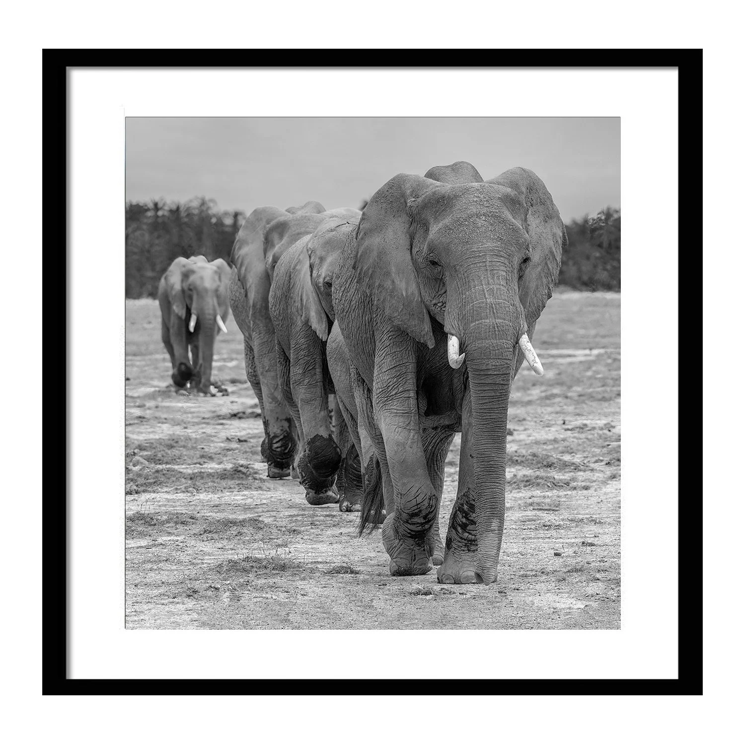 black white_Evening Procession_framed.jpg