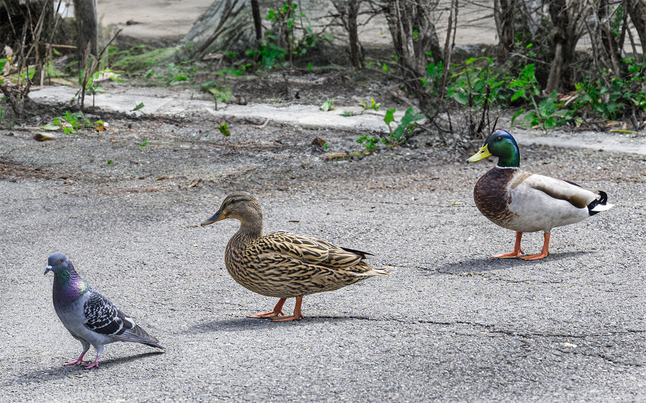 feathered-friends_Duck,-Duck,-Pigeon-_no-border.png