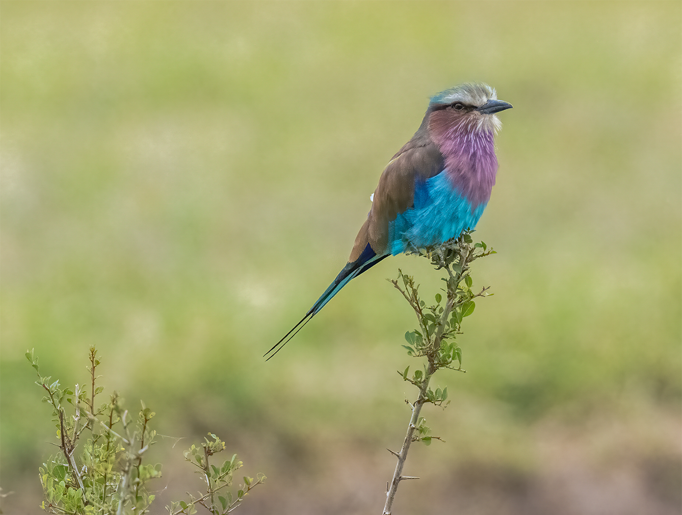 feathered-friends_Lilac_Breasted-Roller_no-border.png