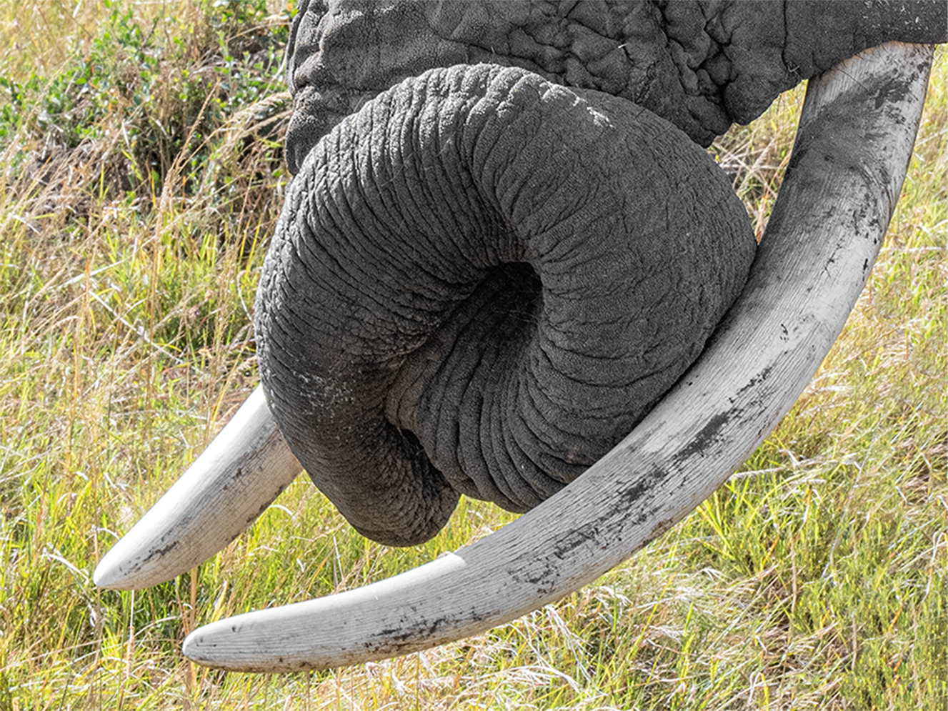 call of the wild_Respite-_no-border.png