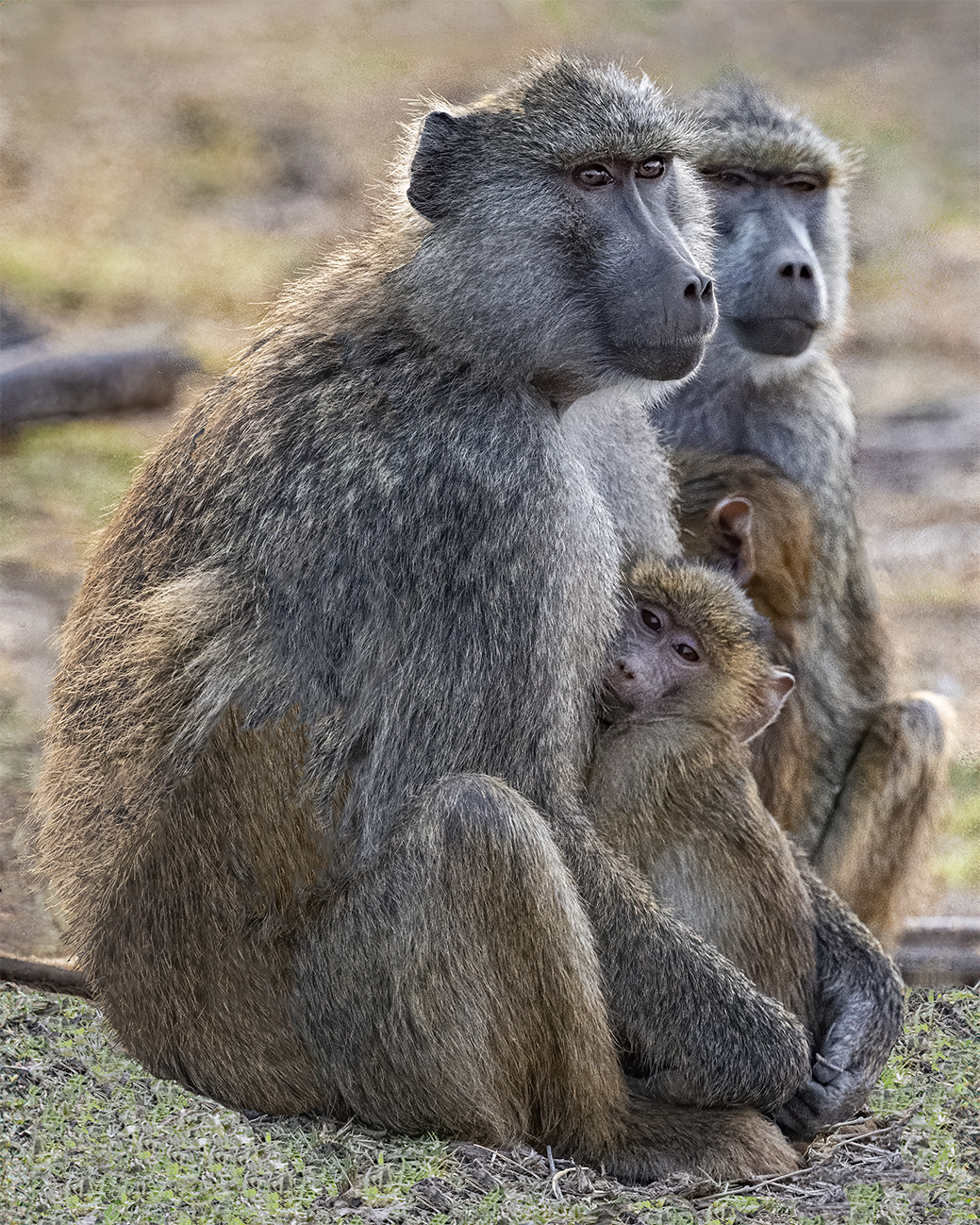 call of the wild_We-Time_no-border.png