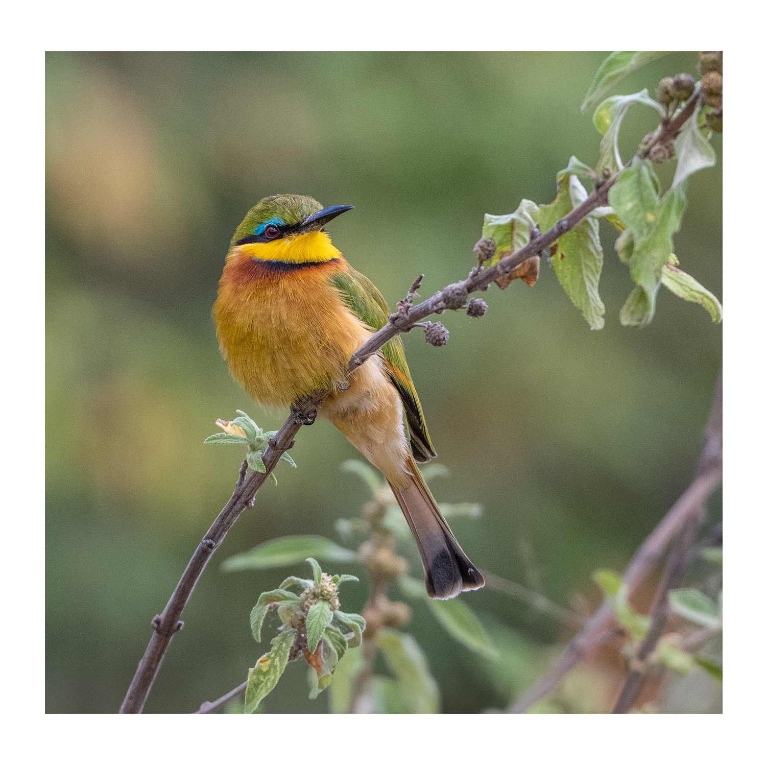 Little Bee-Eater - Kenya