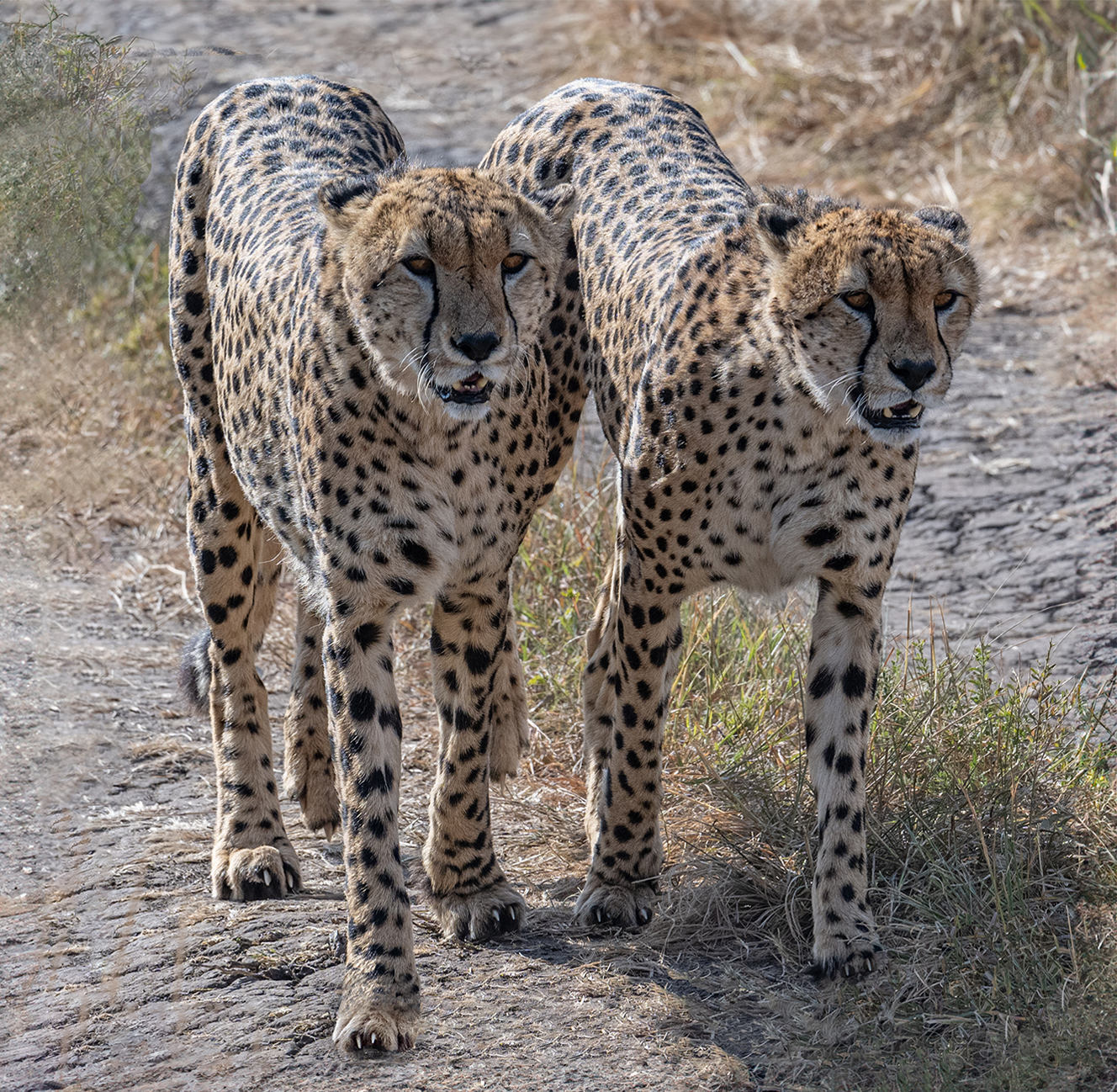 call of the wild_Brothers-in-Arms_no-border.png