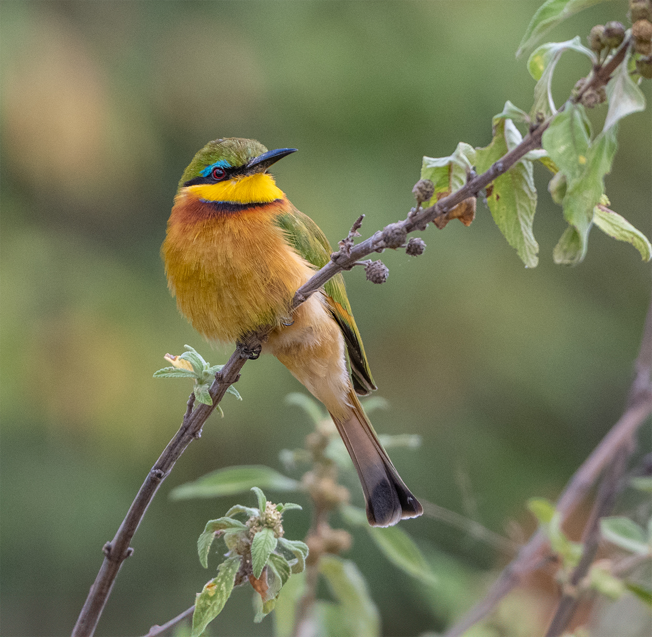 feathered-friends_Little_Bee_Eater_no-border.png