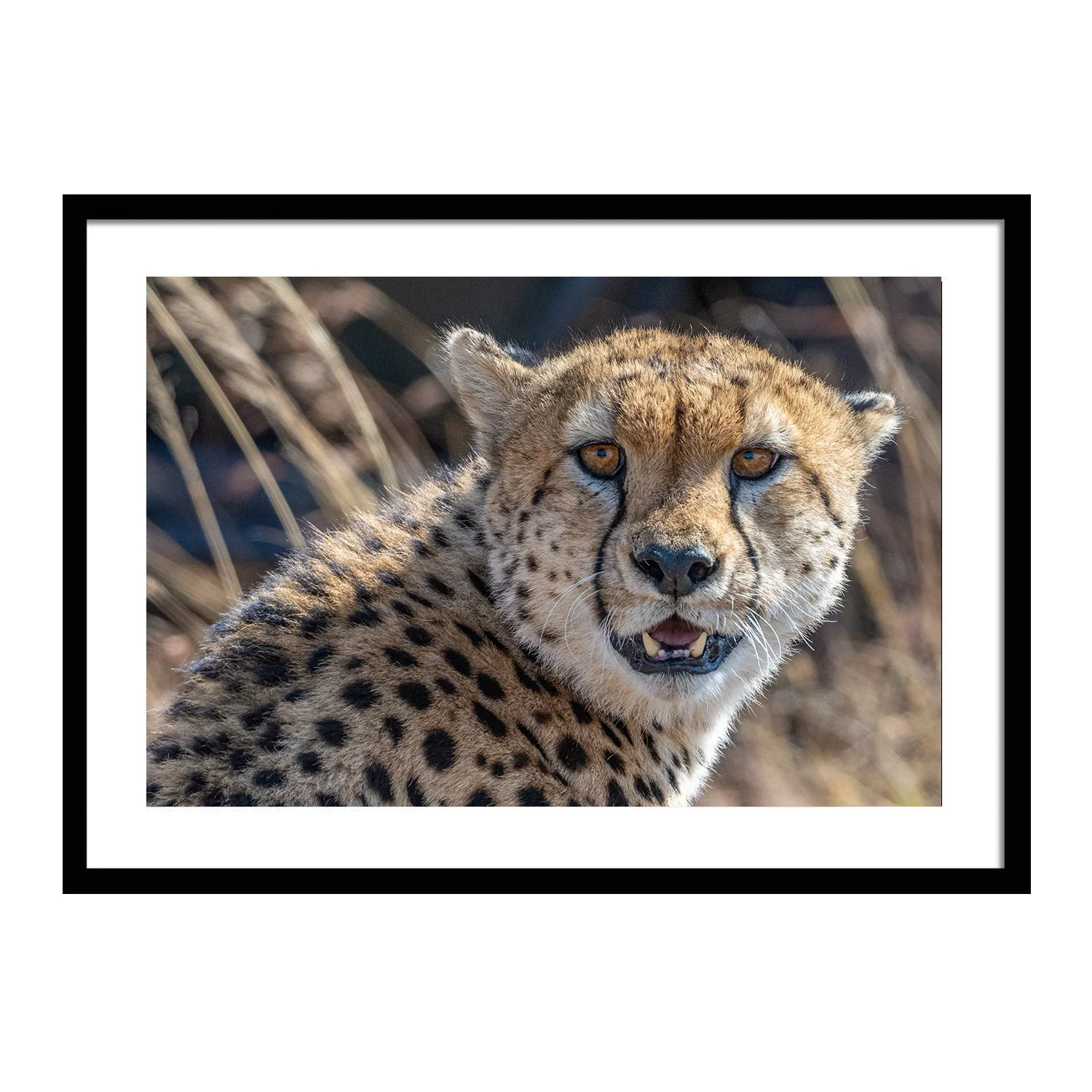 call of the wild_0000s_0000s_0021_Guardian_framed.jpg