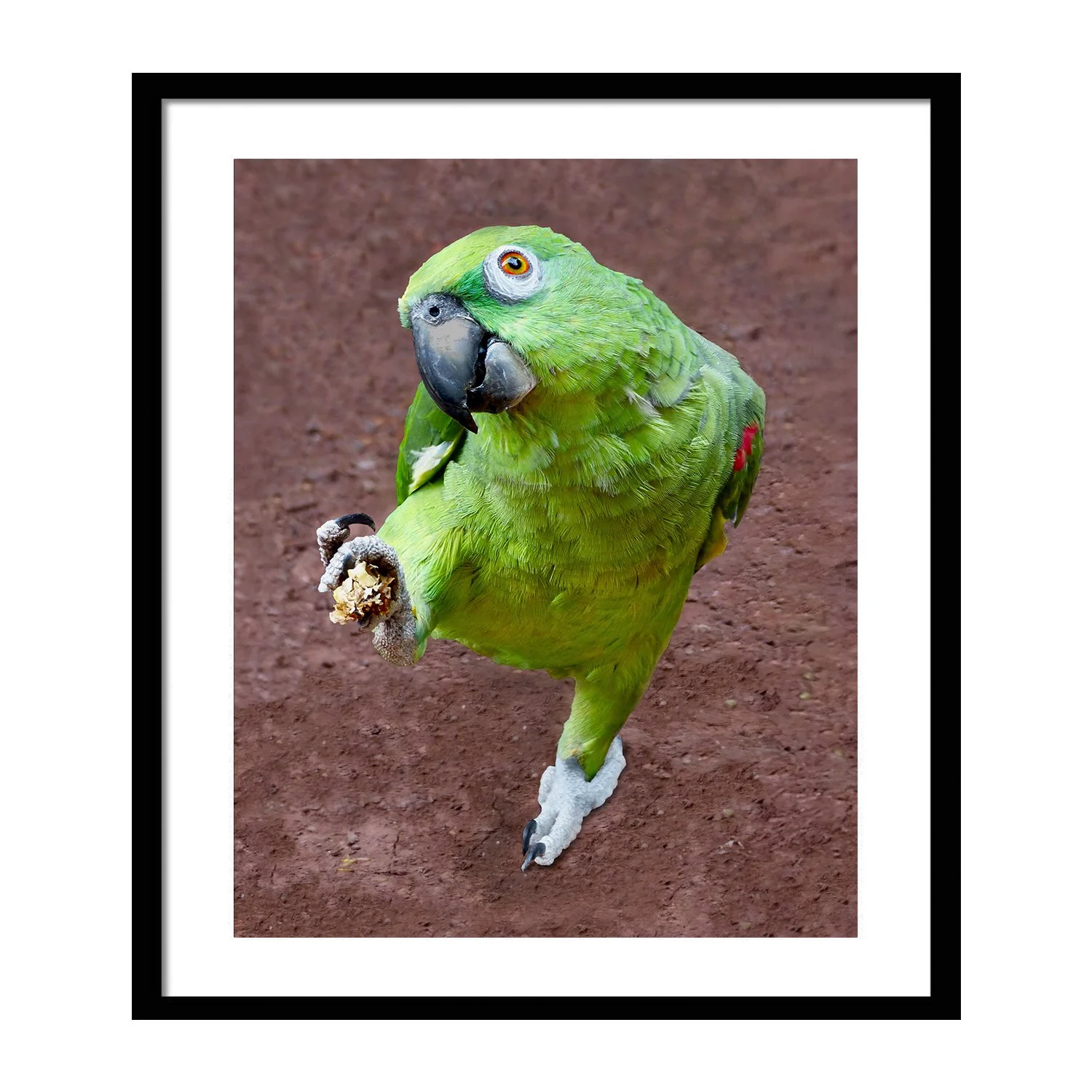 feathered friends_Polly Want_framed.jpg