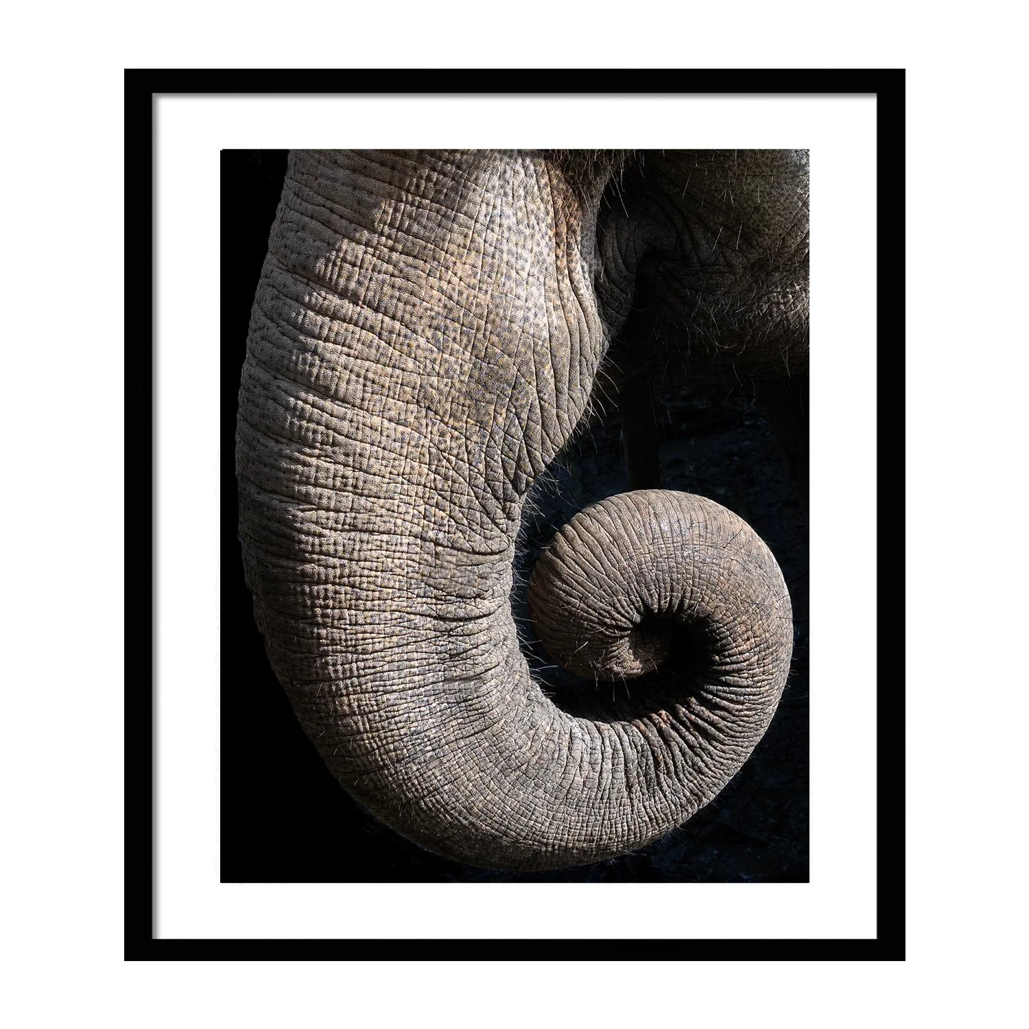 call of the wild_0000s_0000s_0014_Nautilus_framed.jpg