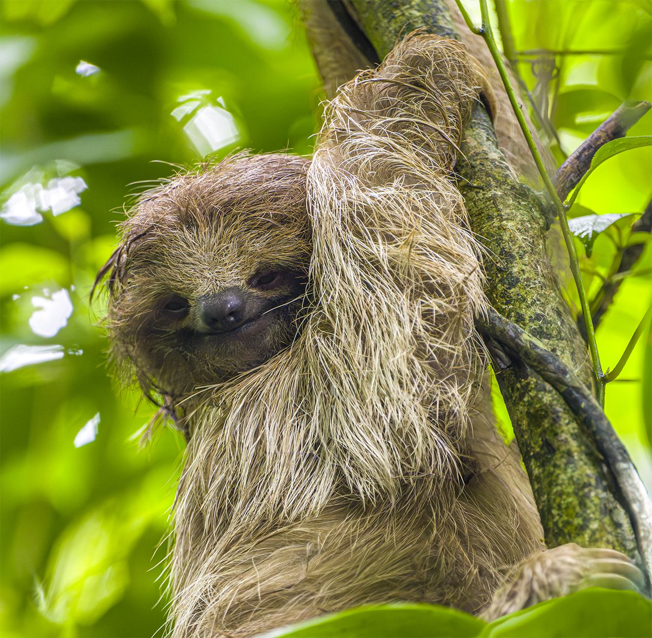 call of the wild_Tree-Hugger-_no-border.png