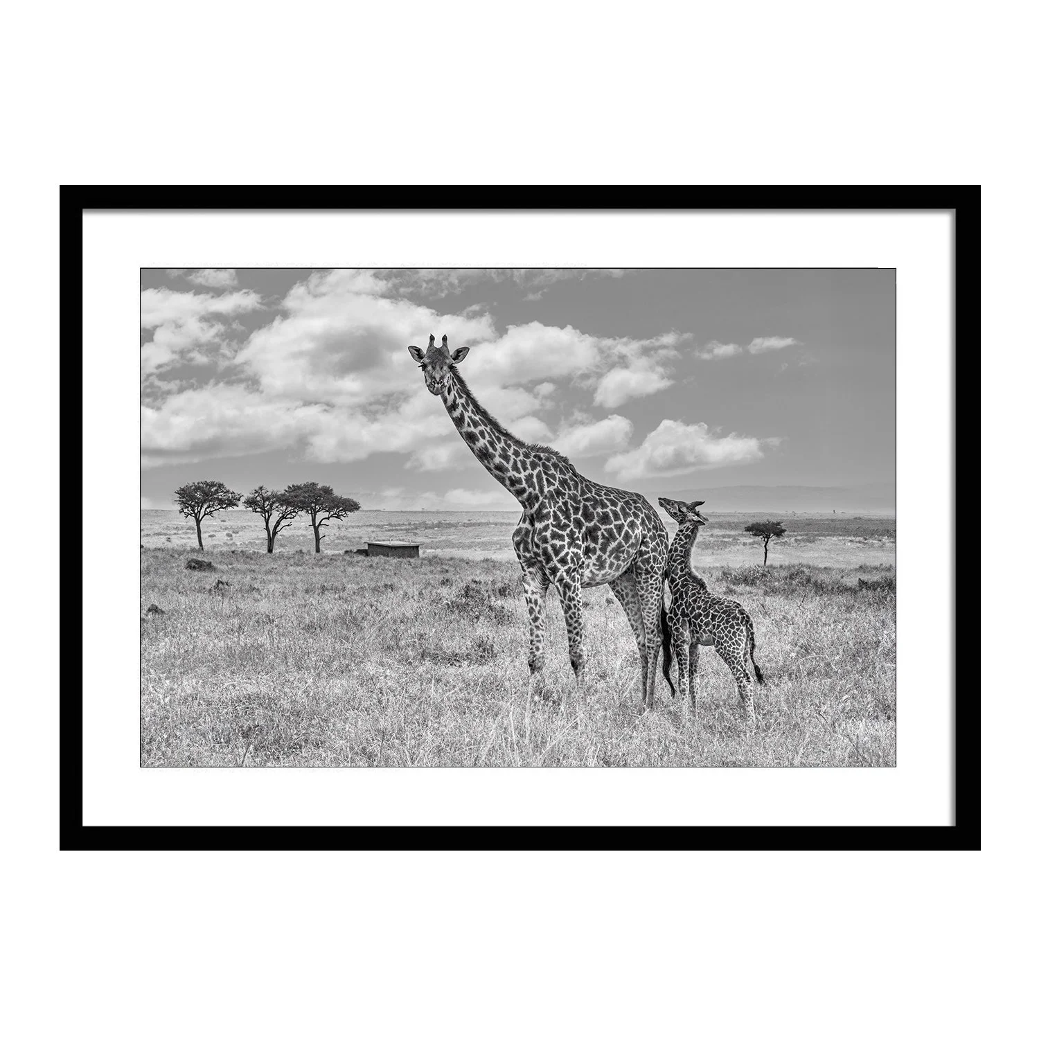 black white_Head in the Clouds_framed.jpg