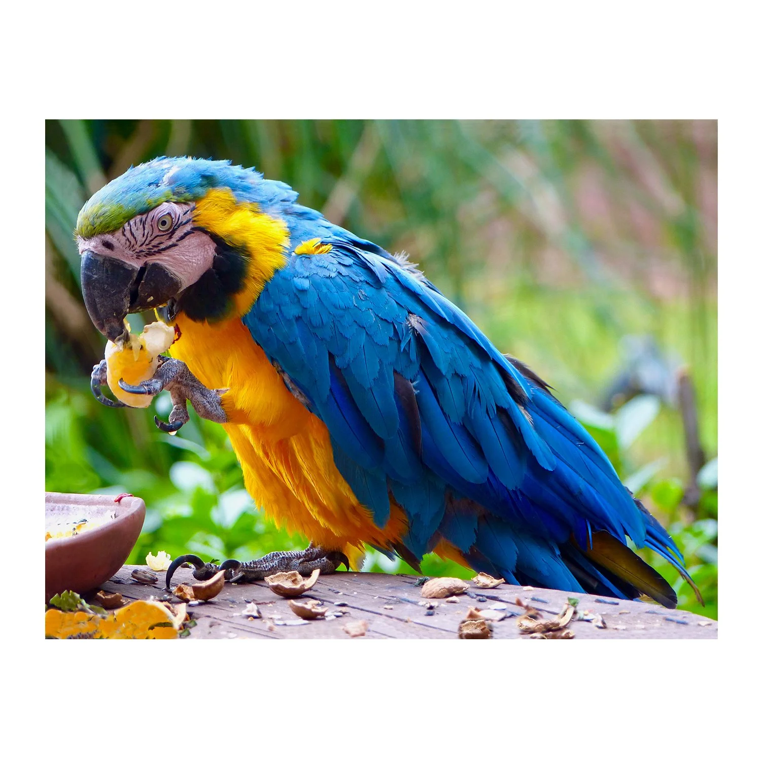 Lunchtime - Macaw