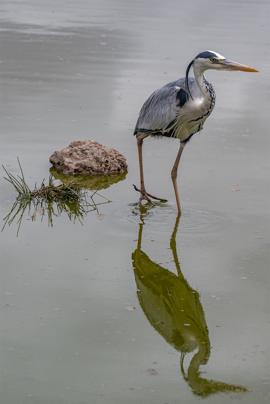 feathered-friends_Grey-Heron-with-shadow_no-border.png