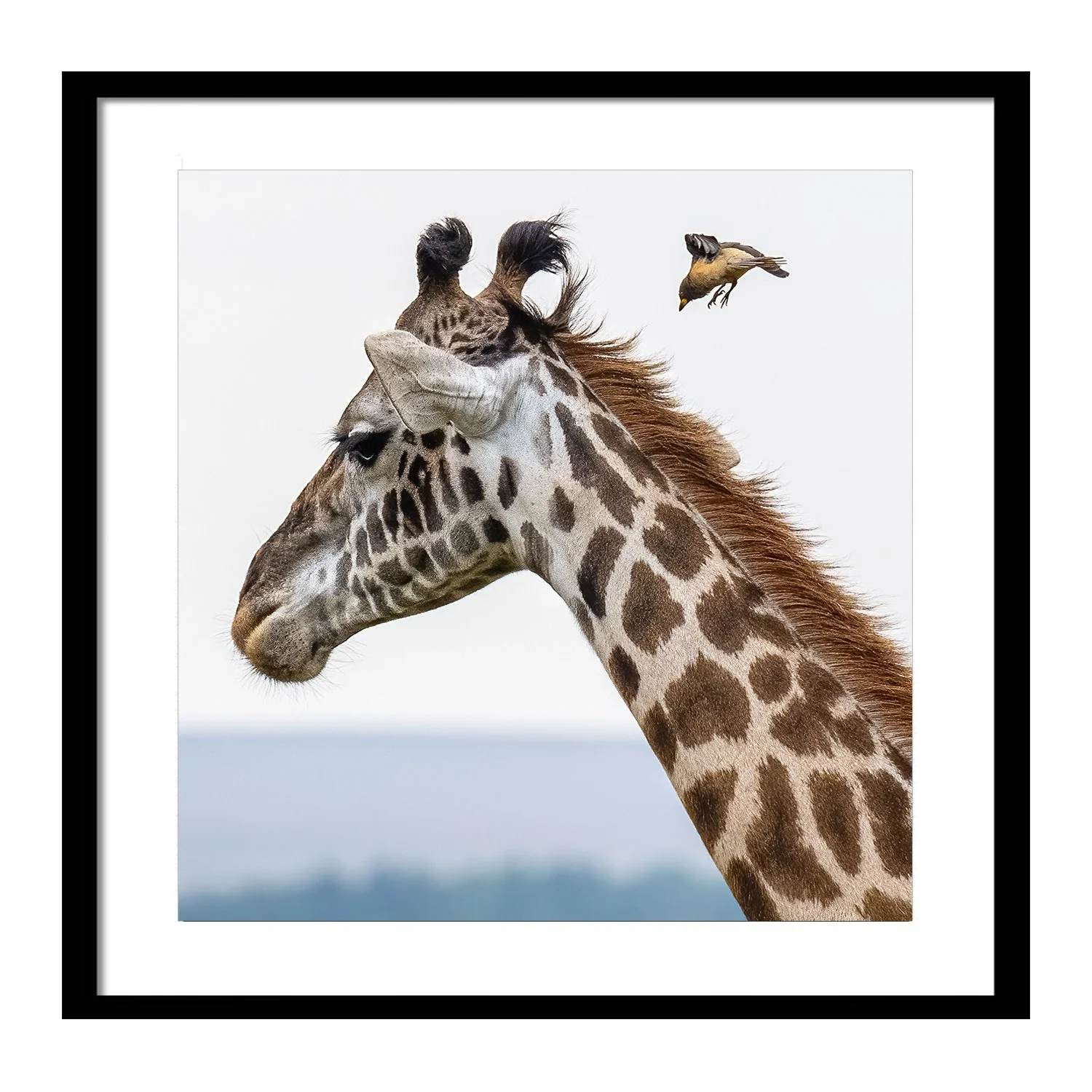 call of the wild_0000s_0000s_0000_Soft Landing_framed.jpg