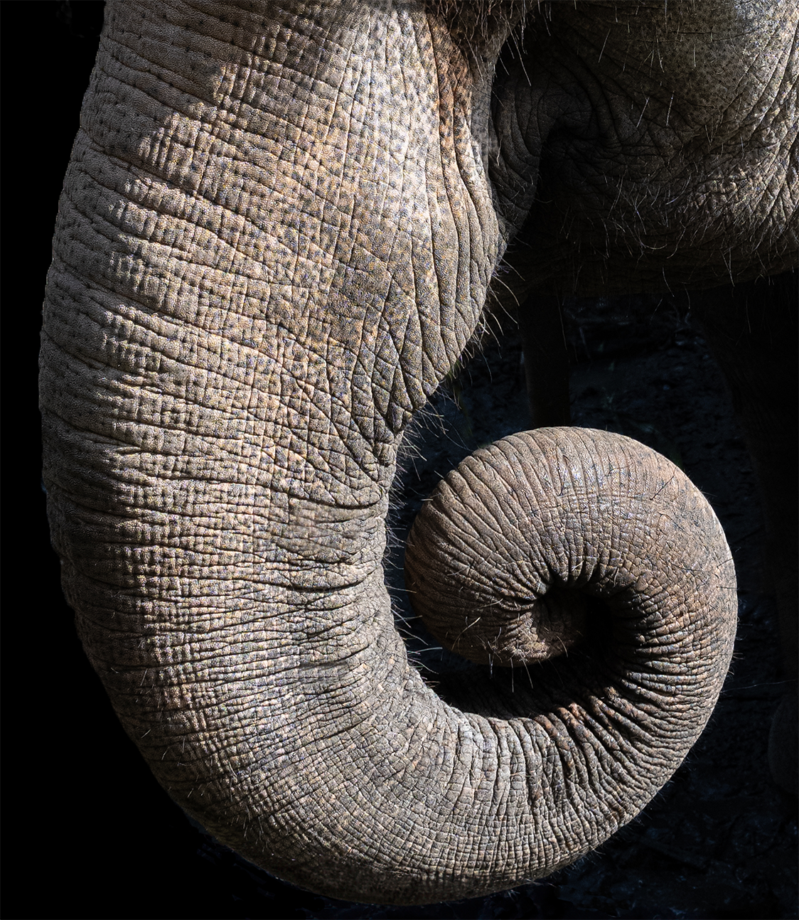 call of the wild_Nautilus-_no-border.png