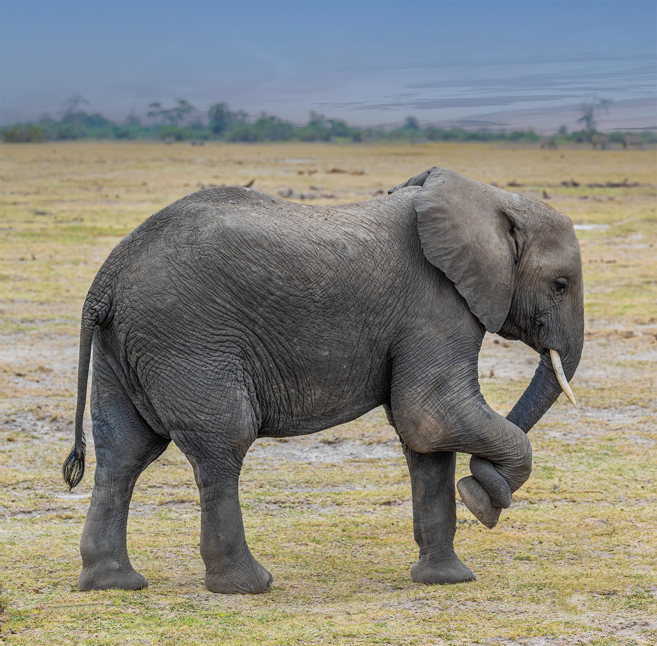 call of the wild_Namaste_no-border.png