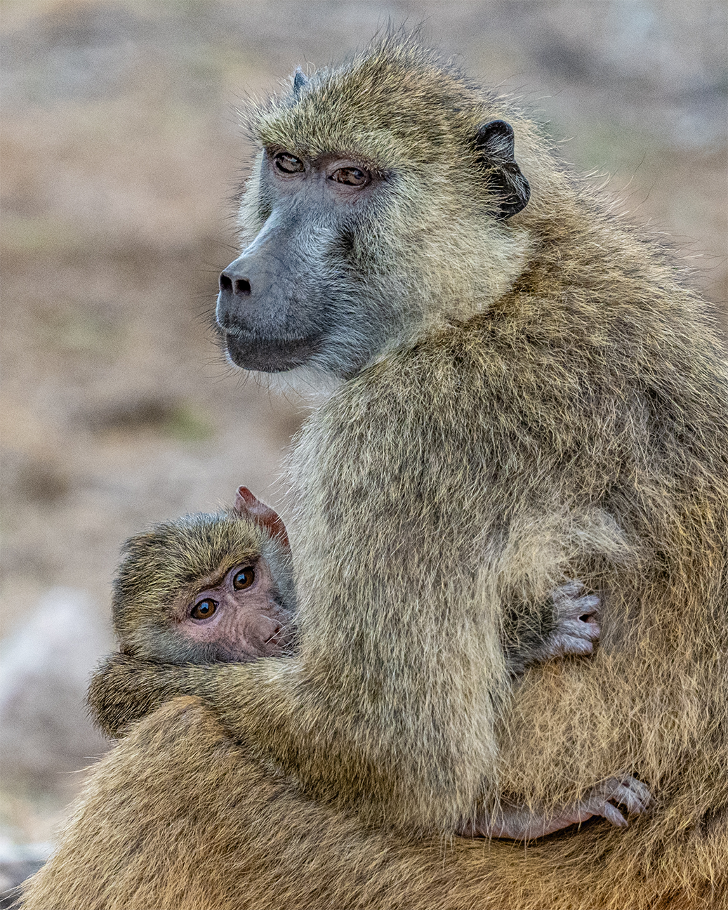 call of the wild_Beckon_no-border.png