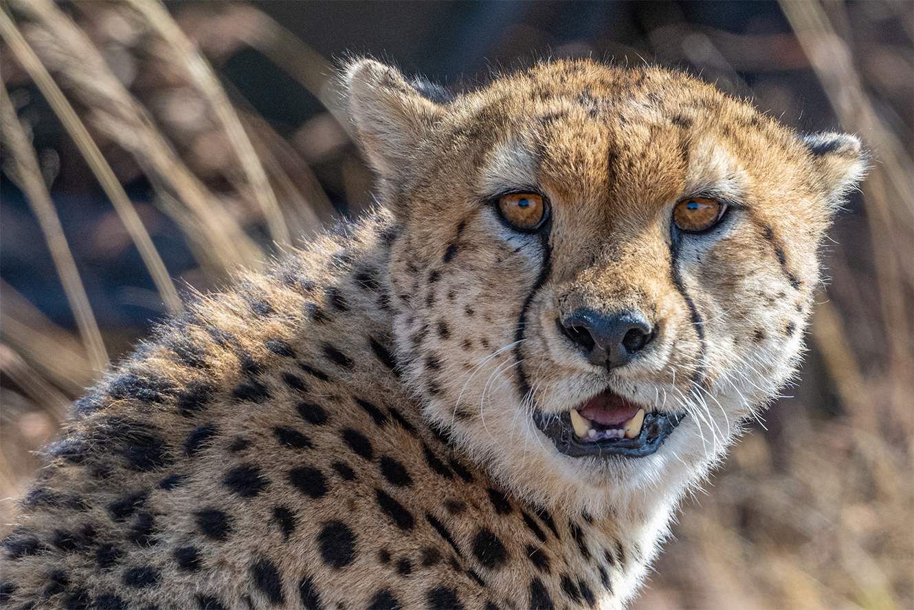 call of the wild_Guardian_no-border.png