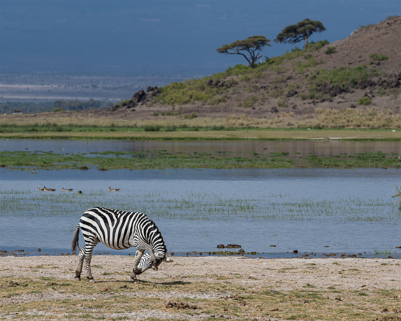 call of the wild_Ready-or-Not_no-border.png