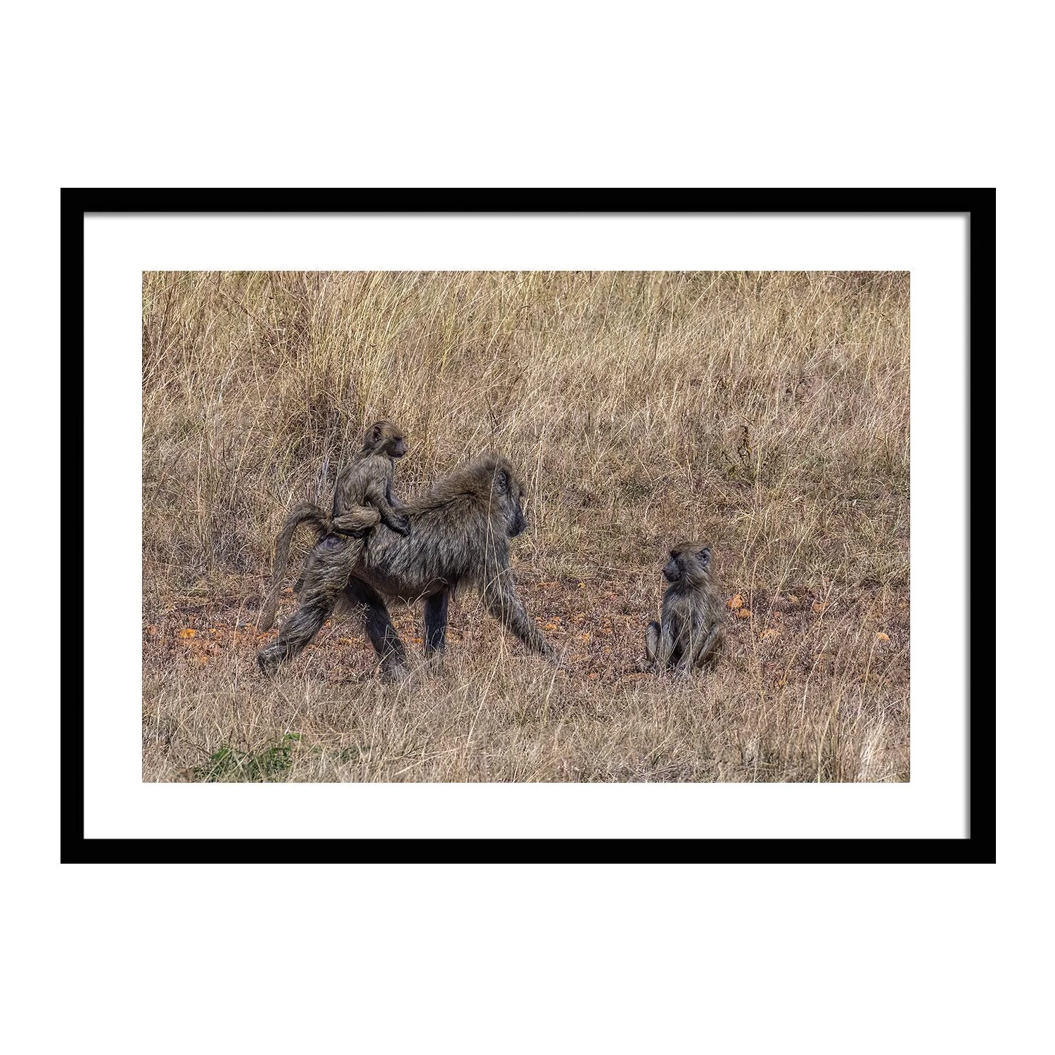 call of the wild_0000s_0000s_0019_Bareback_framed.jpg