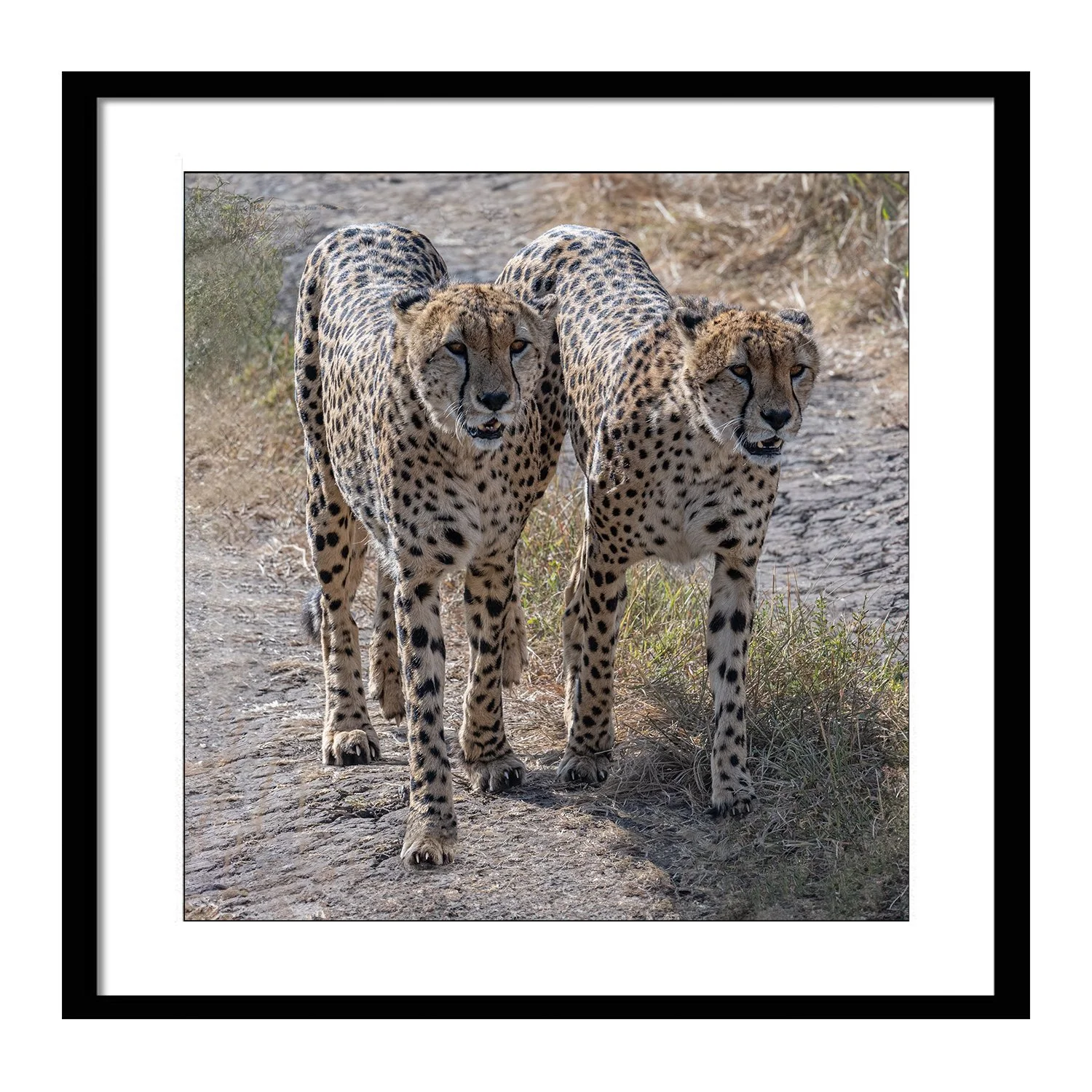 call of the wild_0000s_0000s_0002_Brothers in Arms_framed.jpg