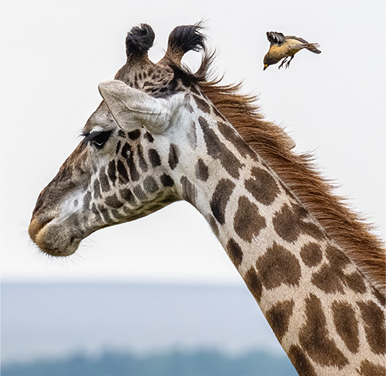 call of the wild_Soft Landing _no-border_Revised.png